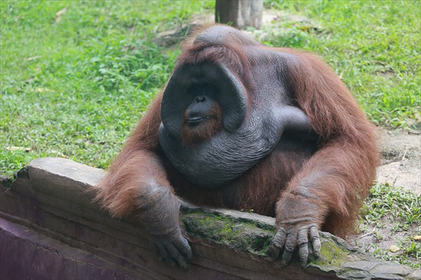 Балийский зоопарк (4)